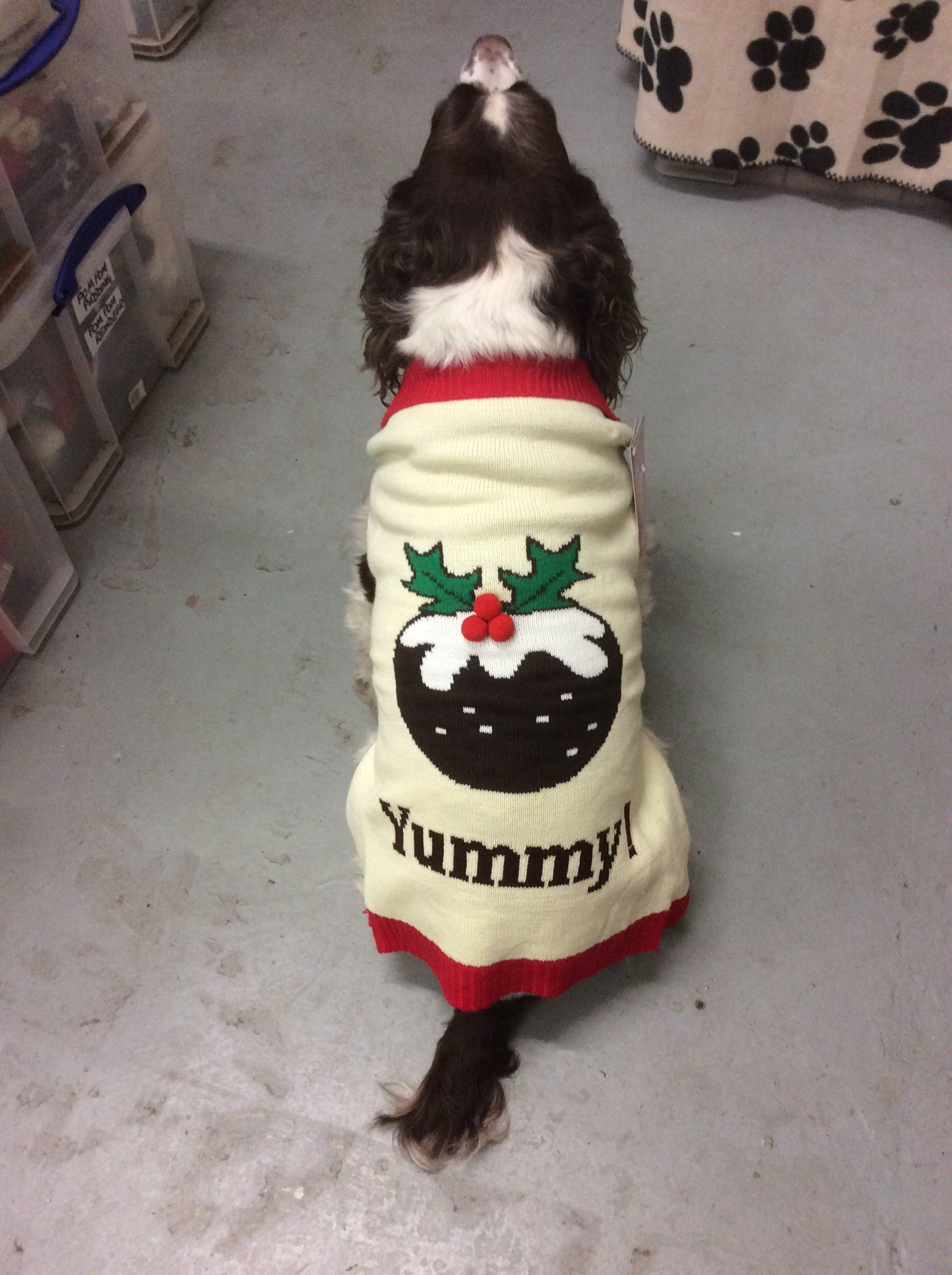 Christmas pudding hot sale dog jumper